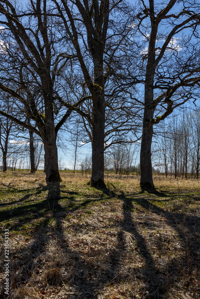 large oak tree in early spring with blue sky large oak tree in early spring with blue sky