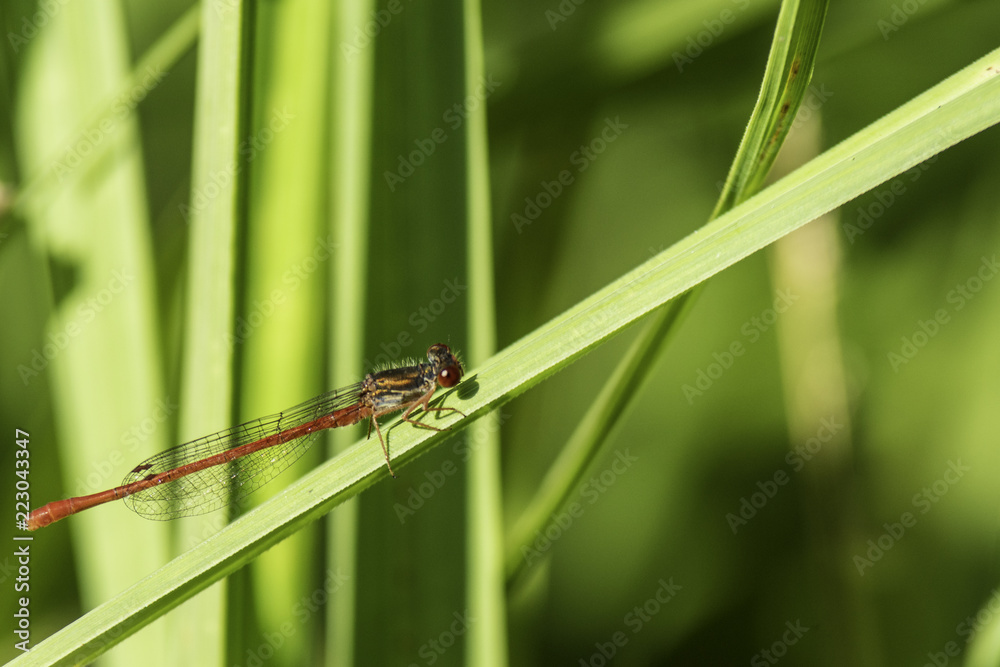 Insectes du marais de Montfort - Grésivaudan - Isère. Insectes du marais de Montfort - Grésivaudan - Isère.