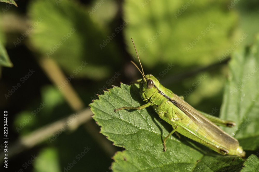 Insectes du marais de Montfort - Grésivaudan - Isère. Insectes du marais de Montfort - Grésivaudan - Isère.