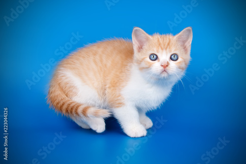 Scottish straight shorthair kitten on colored backgrounds © Aleksand Volchanskiy