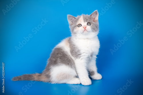 Scottish straight shorthair kitten on colored backgrounds