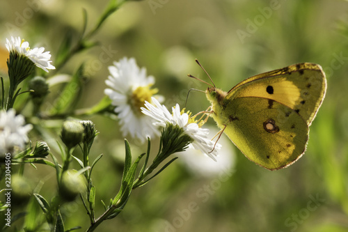 Insectes du marais de Montfort - Grésivaudan - Isère.