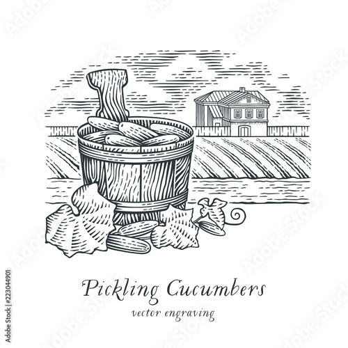 Pickling Cucumbers. Hand drawn engraving style illustration.