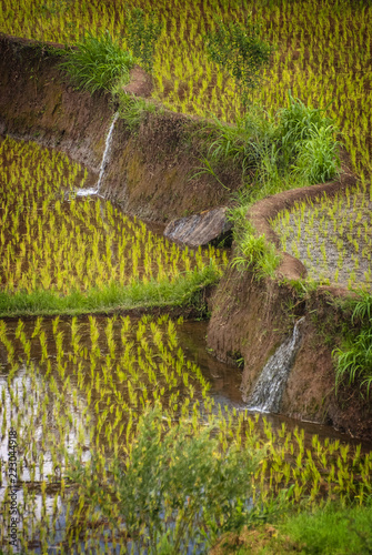 Balinese Rice Terrace Irrigation System. Slots are carved into the walls of the rice terraces to flood individual pockets of rice. Bali's rice fields are studied worldwide as a model of efficiency.