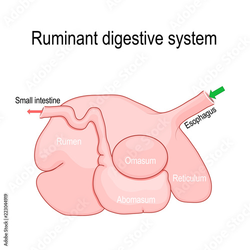 ruminant digestive system: rumen, reticulum, omasum, and abomasum