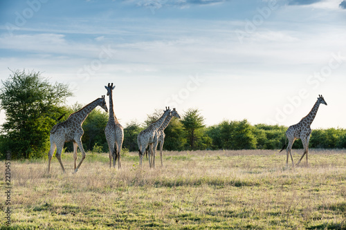 Giraffe on the Magadi Plains  photo