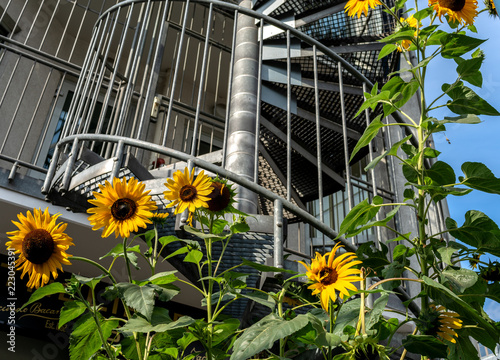 Fototapeta Naklejka Na Ścianę i Meble -  Sonnenblumen in der Stadt
