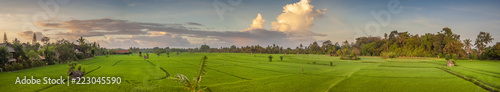 Panoramic View of an Ubud, Bali, Rice Field. Although Ubud has gotten quite busy in the last several years there is still pockets of terraced rice fields to be found. A quiet and peaceful oasis. 