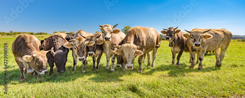 A herd of cows on a pasture in summer in Bavaria - Braunvieh photo