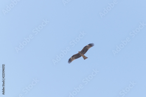 a black kite soaring in a light blue clear sky over the negev desert near Arad in Israel