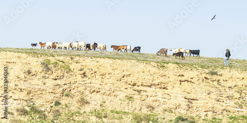 Konstfotografi a bedouin and his two dogs moving a herd of goats on a carpet of wildflowers in