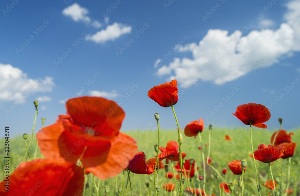 Fototapeta view to red poppies with blurred background from sky and field in summer day