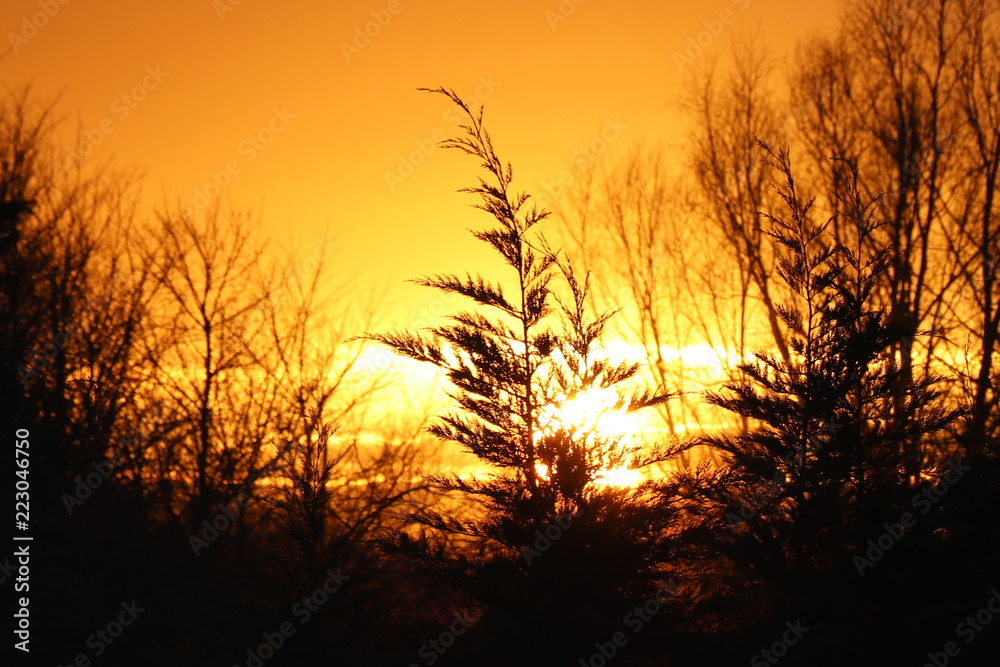 Golden Sunset Behind Isolated Trees 