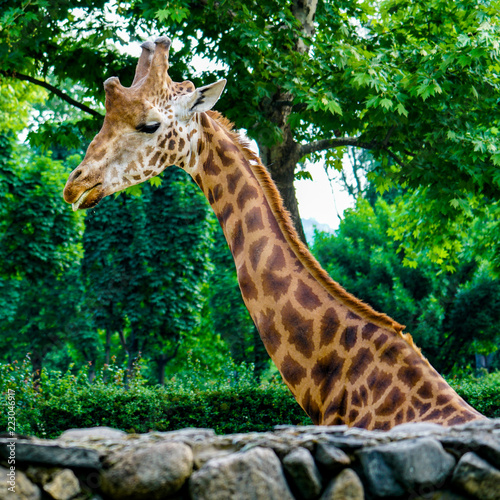 Canvas Print giraffe in the zoo