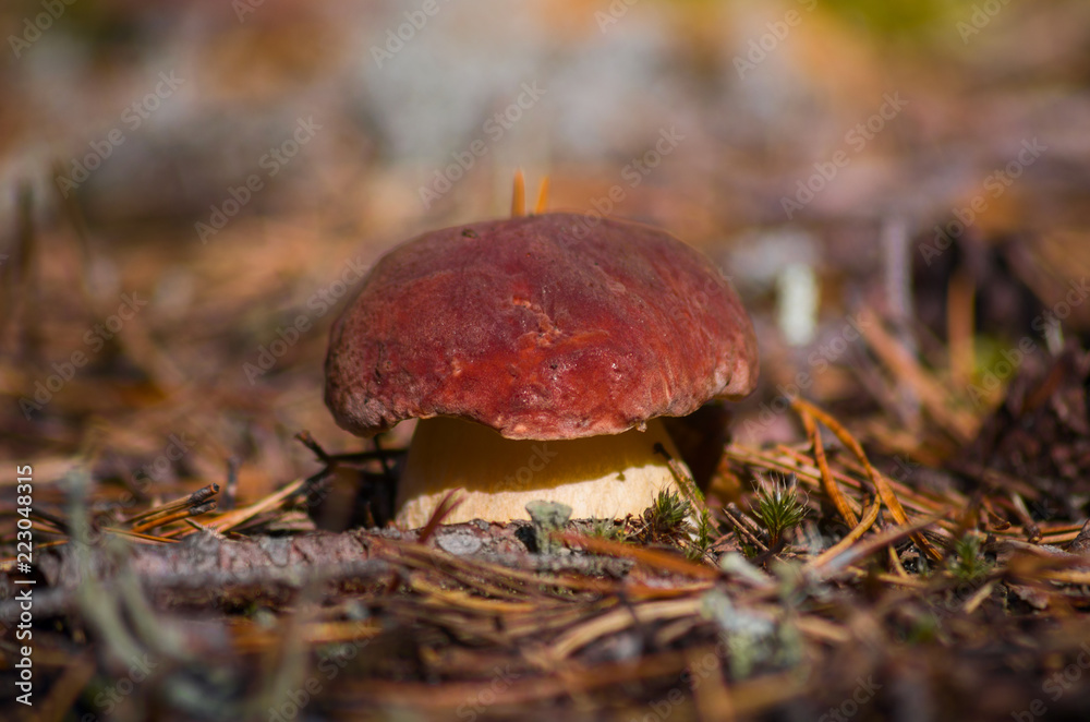 Fototapeta premium Cep - Edible mushroom. Photo taken in the forest of the Arkhangelsk region, Russia