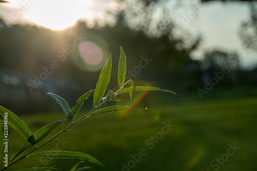 Lenseflare und Blätter photo