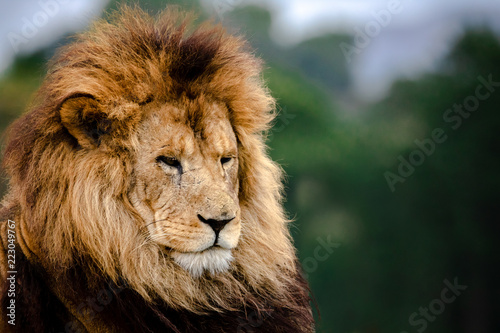 Close up of a lion looking off to the side