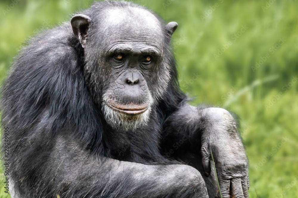 Close up of a Chimpanzee looking sad or thoughtful. Close up of a Chimpanzee looking sad or thoughtful.