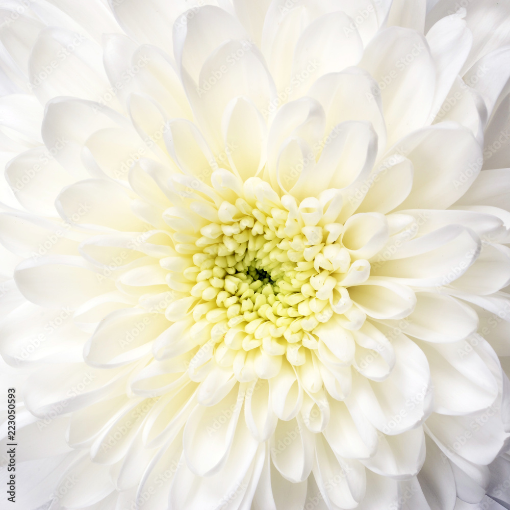 White flower aster macro White flower aster macro
