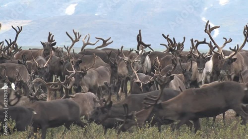 Herd of Reindeer Grazing on Background of Mountain.	Herd of reindeer running on the tundra against the mountain. Deer with large horns migrate