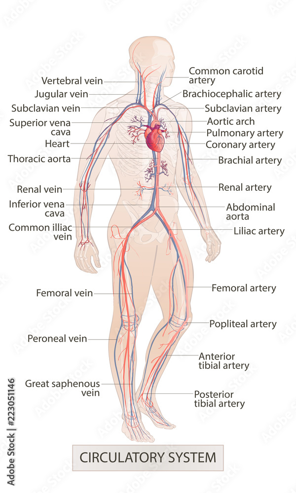 circulatory vascular system. Human body parts. man anatomy. Hand drown  vector sketch illustration isolated Stock Vector | Adobe Stock
