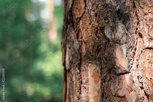 texture of the bark of pine tree on blurred background of forest