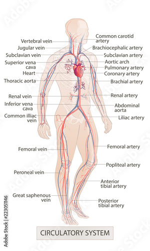 circulatory vascular system. Human body parts. man anatomy. Hand drown vector sketch illustration isolated