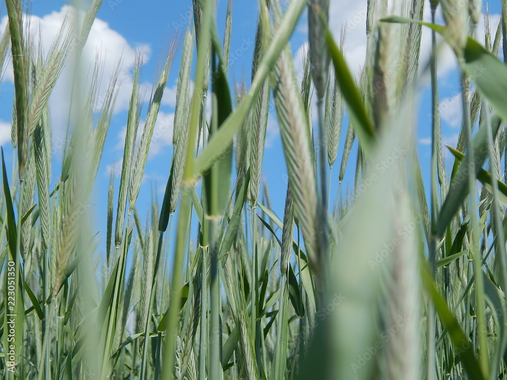 Fototapeta premium sky and wheat