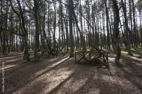 Fotografi the dancing wood curonian spit
