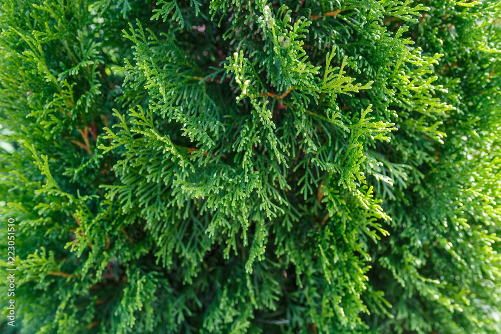 Beautiful green Thuja tree close up, macro shot, selective focus. Thuja twig, Thuja occidentalis is an evergreen coniferous tree. Beautiful green Thuja tree close up, macro shot, selective focus. Thuja twig, Thuja occidentalis is an evergreen coniferous tree.