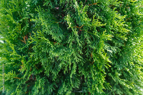 Beautiful green Thuja tree close up, macro shot, selective focus. Thuja twig, Thuja occidentalis is an evergreen coniferous tree.