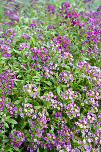 Alissum  Lobulyariya  sea  Alyssum maritimum Lam.  Lobularia maritima  L.  Desv.   blossoming