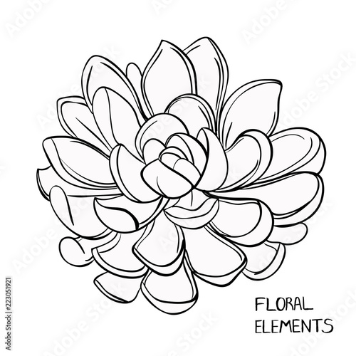 Succulents. Vector. flowers  leaves  Black and white drawing isolated on white. Design for coloring book page for adults and kids  single element flower