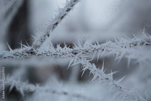 frozen branches covered with hoarfrost © Ксения Данилова