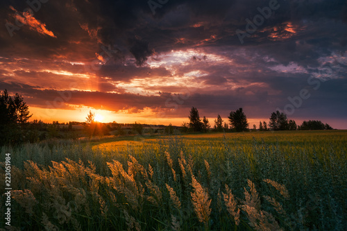 Windy evening over the fields