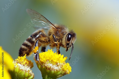 bee or honeybee in Latin Apis Mellifera