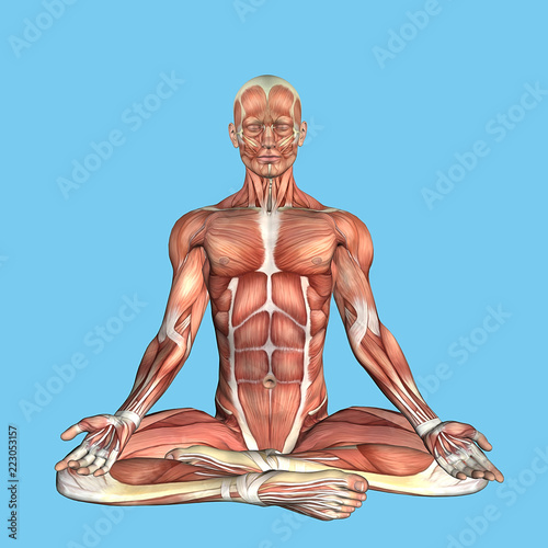 Anatomy Meditative Pose: Featuring male torso major muscular groups including the sternocostal, rectus abdominis, pectoralis major, serratus anterior and latissimus dorsi. 