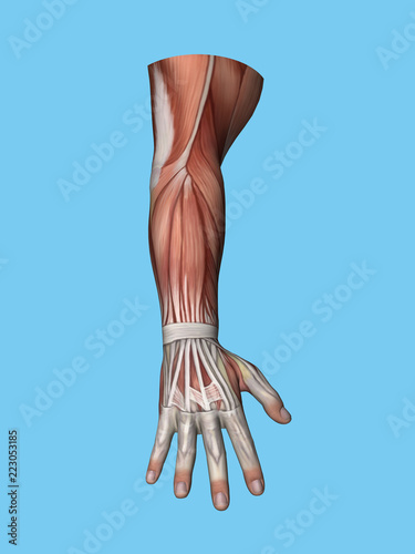 Anatomy posterior view of hand and arm of a man including extensor digitorum muscle, extensor and flexor carpi ulnaris muscle, extensor retinaculum and bipennate intrinsic muscles of the hand. photo