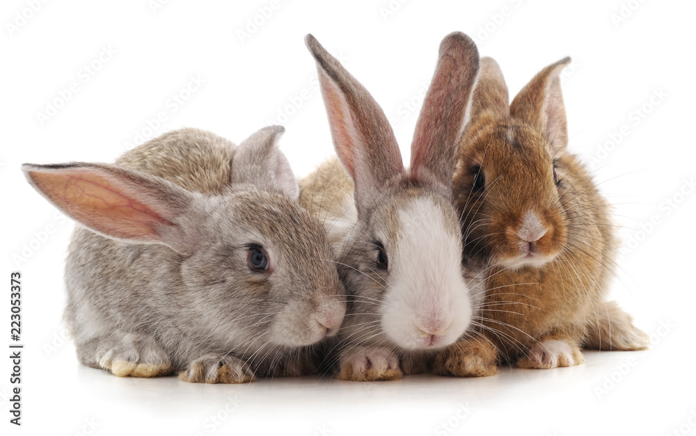 Naklejka premium Three little rabbits.
