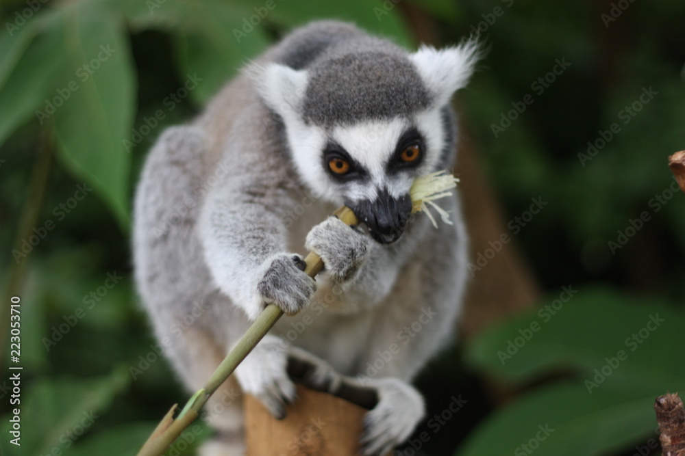 lemur