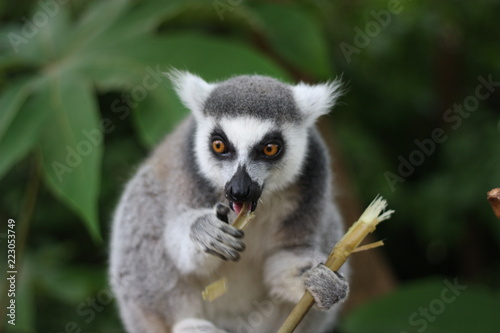 lemur © matthew