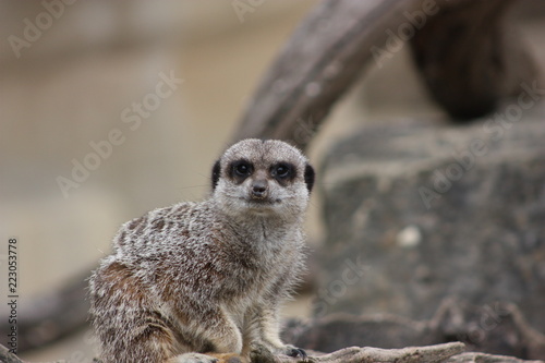 meerkat © matthew