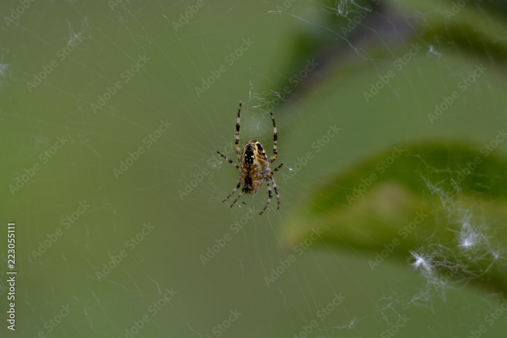 spider spider