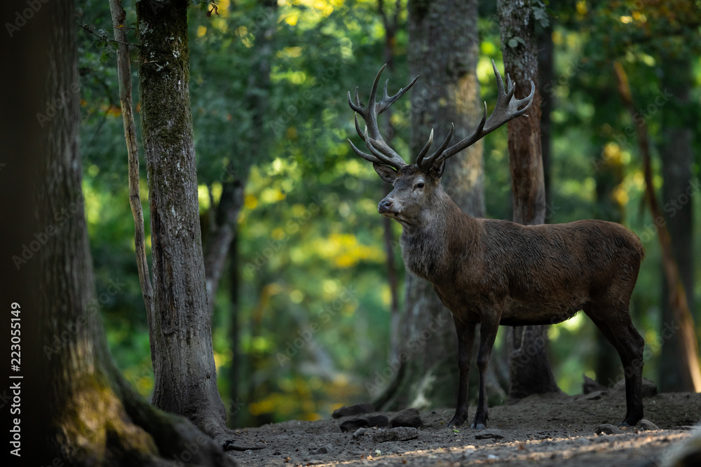 Obraz premium Deer in the forest