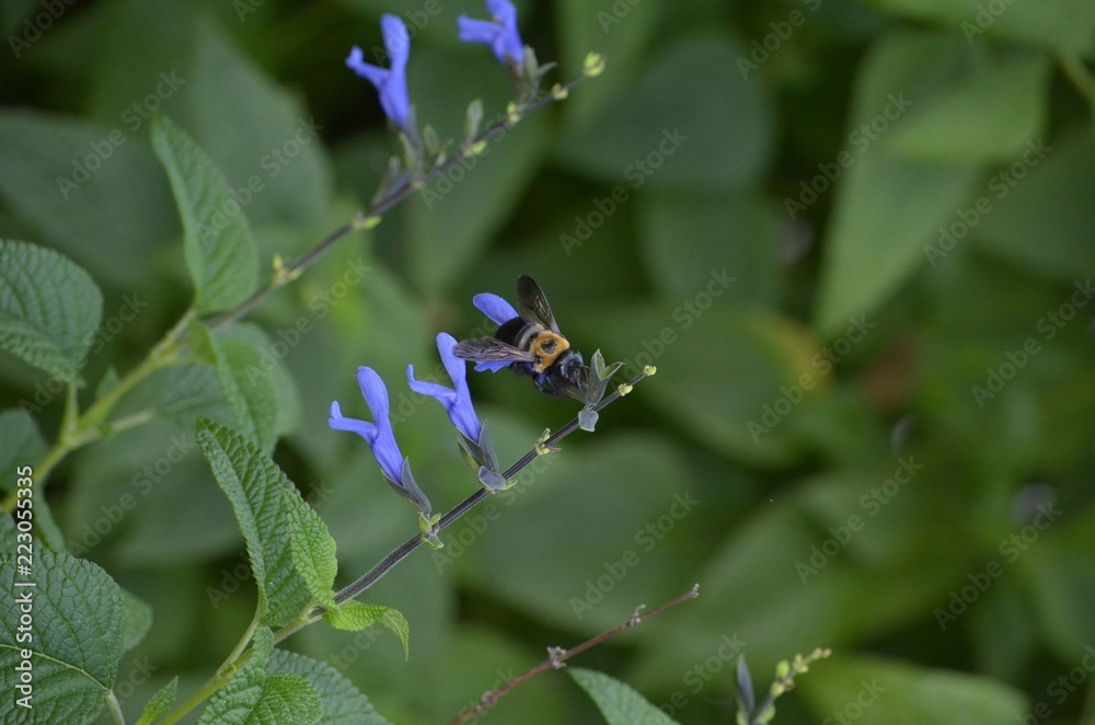 Bumble Bee on a Flower 