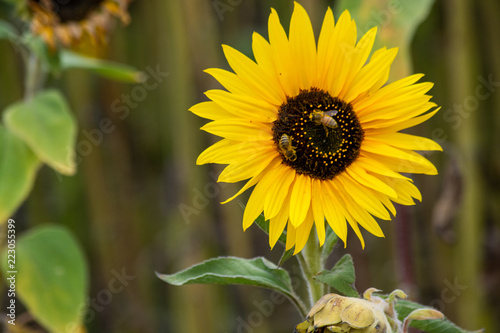 Bees Pollinating in Monterey photo