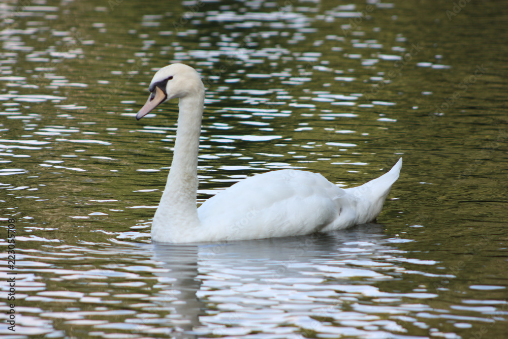 swan swan