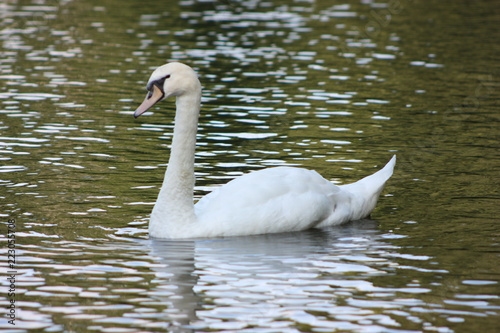 swan