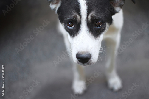 Stray dog looking at camera outdoors on the street.