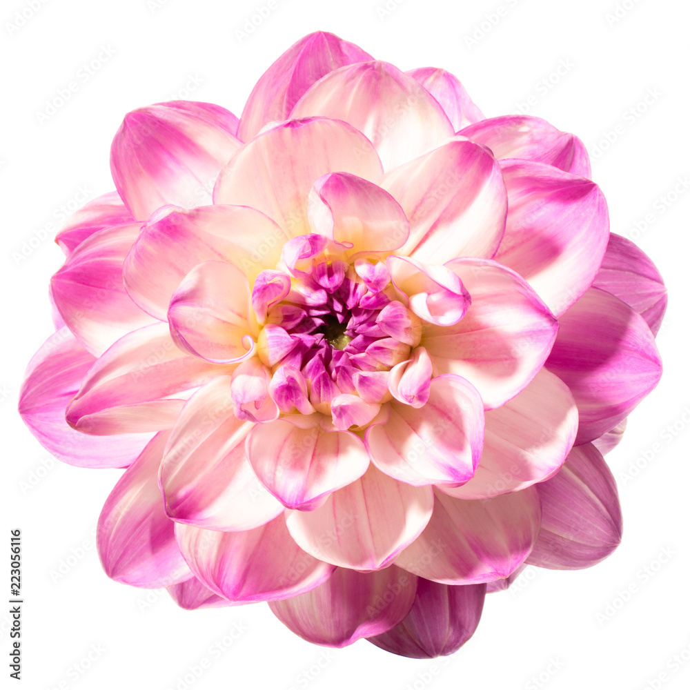 Flower head of dahlia isolated on a white background